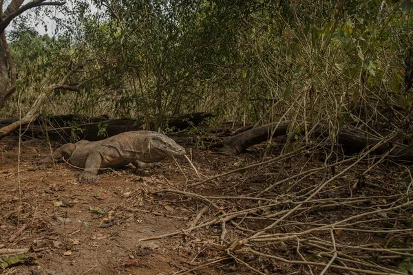 Dragón de Komodo en el hermoso hábitat natural — Foto de Stock