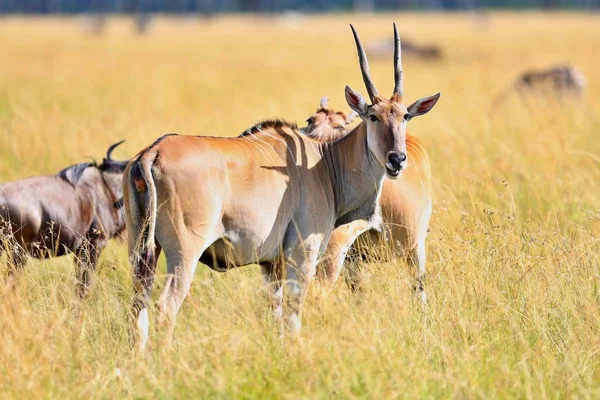 Common eland antilopes in the nature habitat — Stock Photo, Image