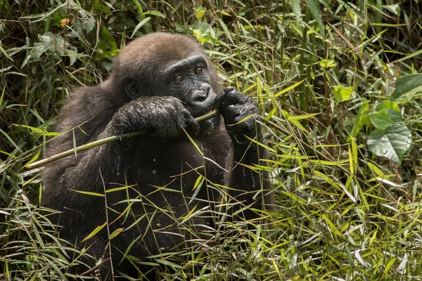 Gyönyörű, és a vadon élő síkvidéki gorilla — Stock Fotó