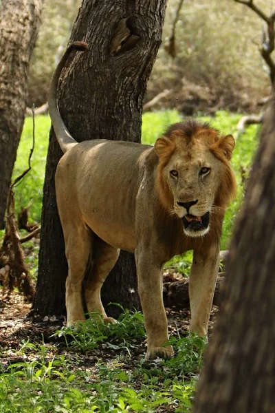 Asiatic lion male in the nature habitat in Gir national park — Stock Photo, Image