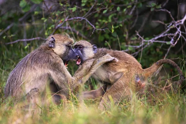 Macacos babuínos no habitat natural — Fotografia de Stock