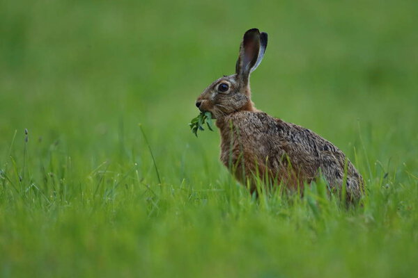 hare in the beautiful light on green grassland 