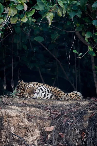 Американський jaguar жінки — стокове фото