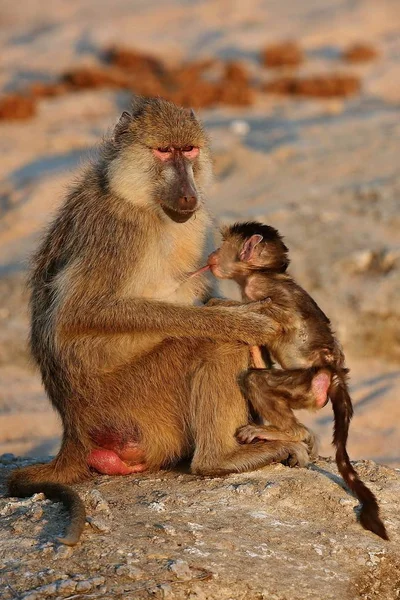 Baviaan aap met kleine baby — Stockfoto