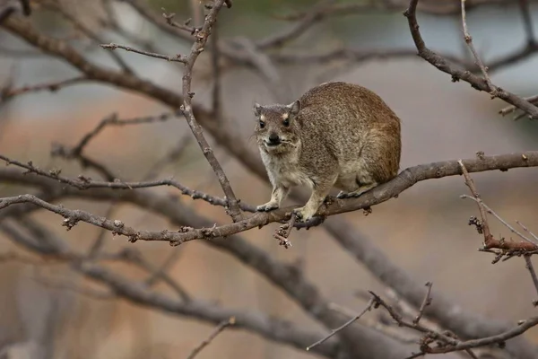 Rock hyrax in the beautiful nature habitat — Stock Photo, Image