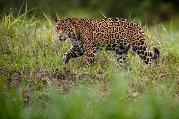 Американський jaguar жінки — стокове фото