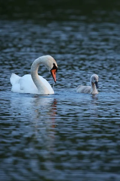 Cisne con crías en el lago en su hábitat natural — Foto de Stock