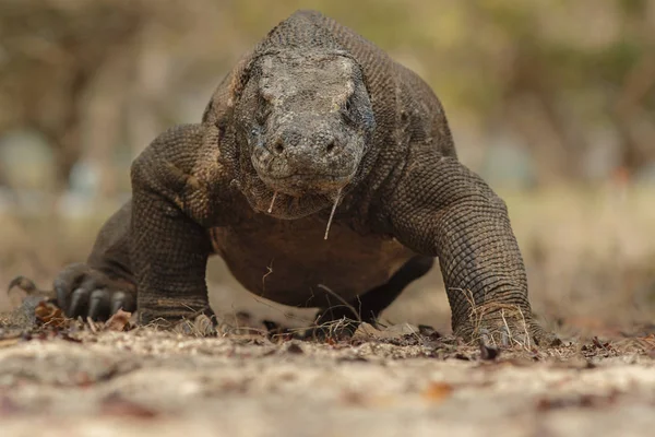 Komodovaraan in de prachtige natuur habitat — Stockfoto