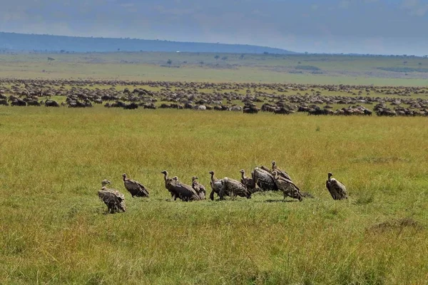 Folkvandringstiden i Masai Mara — Stockfoto