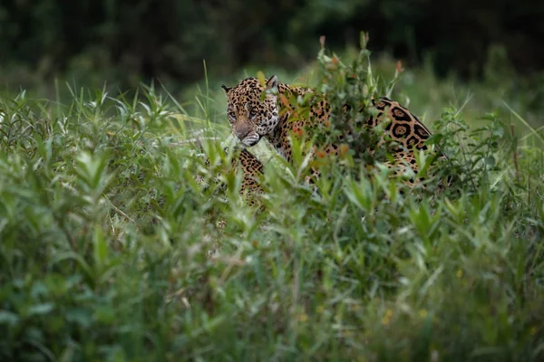 Американский ягуар мужского пола в естественной среде обитания — стоковое фото