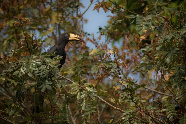 Beautiful endangered great hornbill on a tree — Stock Photo, Image
