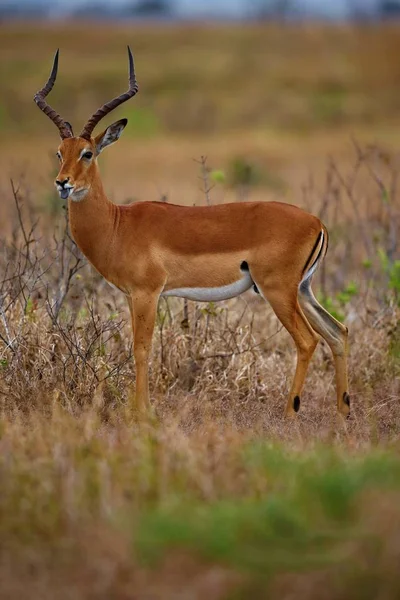 Hermoso antílope en el hábitat natural — Foto de Stock