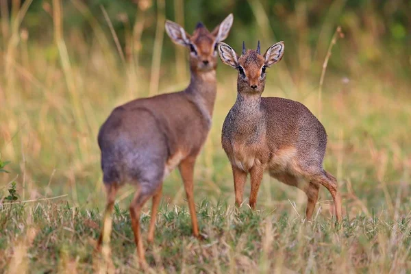 Antilopes dvojice v prostředí krásné přírody dik-dik — Stock fotografie