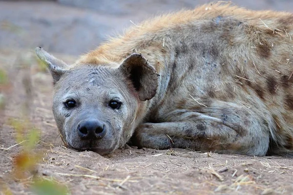 休息在自然栖息地的斑点鬣狗 — 图库照片