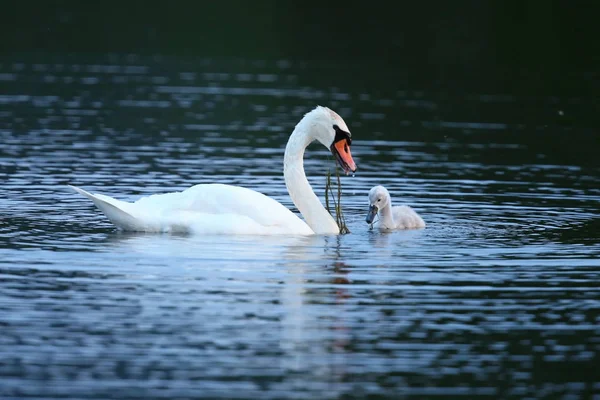 Cisne con crías en el lago en su hábitat natural — Foto de Stock
