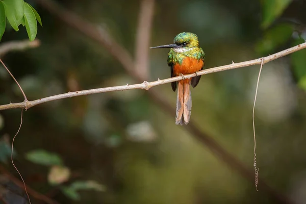 Jacamar à queue rousse sur un arbre dans l'habitat naturel — Photo