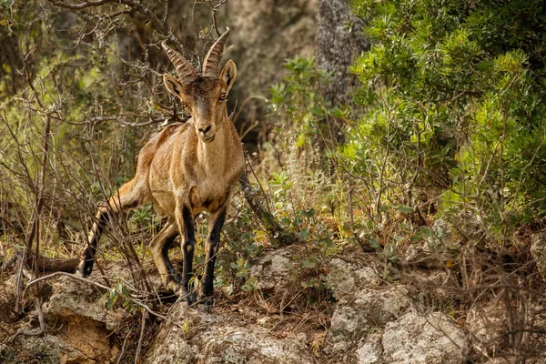 Spagnolo stambecco giovane maschio nell'habitat naturale — Foto Stock