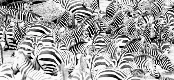 Cebras en el gran rebaño durante la gran migración en Masai mara —  Fotos de Stock