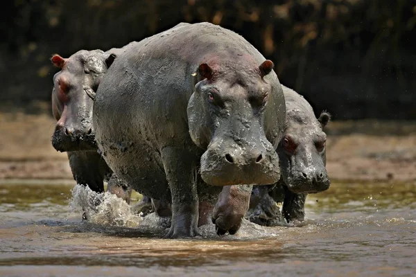 Hippos in the beautiful nature habitat — Stock Photo, Image