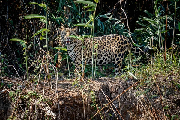Amerikan jaguar erkek — Stok fotoğraf