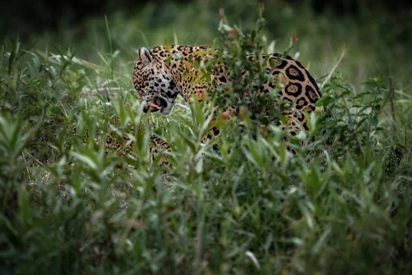 Jaguár americký muž v přírodní stanoviště — Stock fotografie