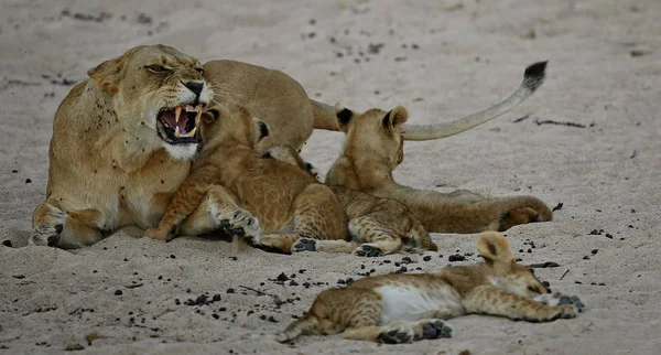 Lioness And Cubs in nature habitat