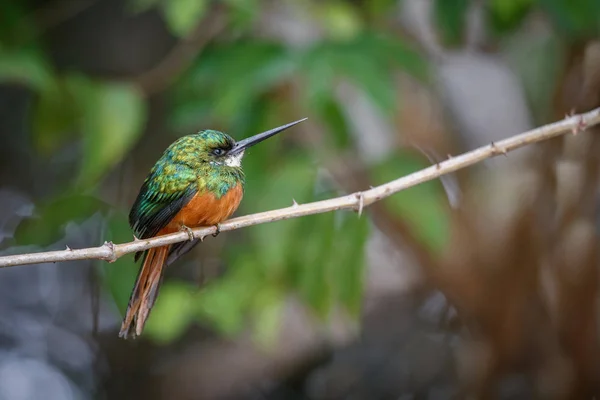 Jacamar à queue rousse sur un arbre dans l'habitat naturel — Photo