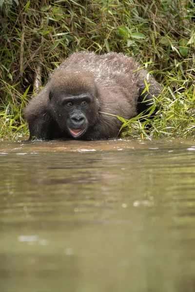 Belle et sauvage gorille des basses terres — Photo