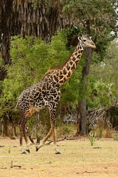 Jirafa en el hermoso hábitat natural — Foto de Stock