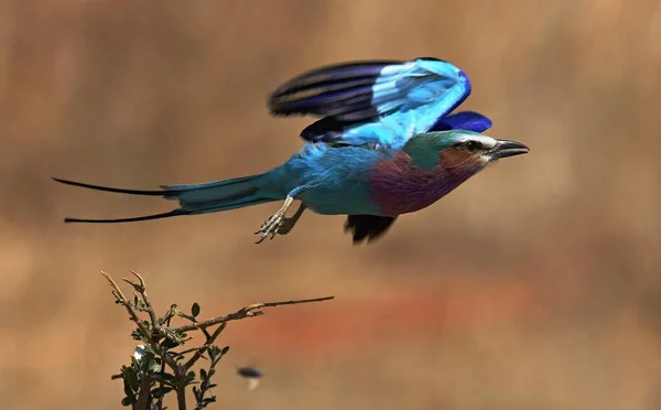 自然の生息地の鳥 — ストック写真