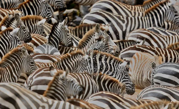 Zebras no grande rebanho durante a grande migração em masai mara — Fotografia de Stock