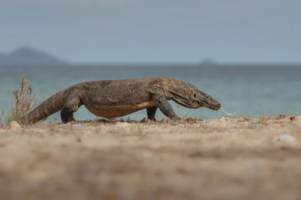 Komodo dragon güzel doğa ortamlarında — Stok fotoğraf