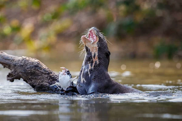 Nutria de río gigante alimentándose en el hábitat natural — Foto de Stock