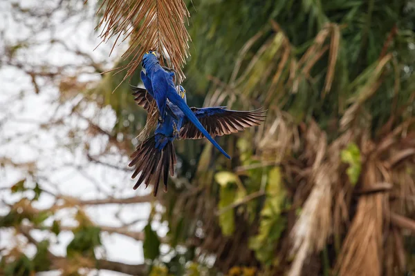 Hyacinth macaws parrots — Stock Photo, Image