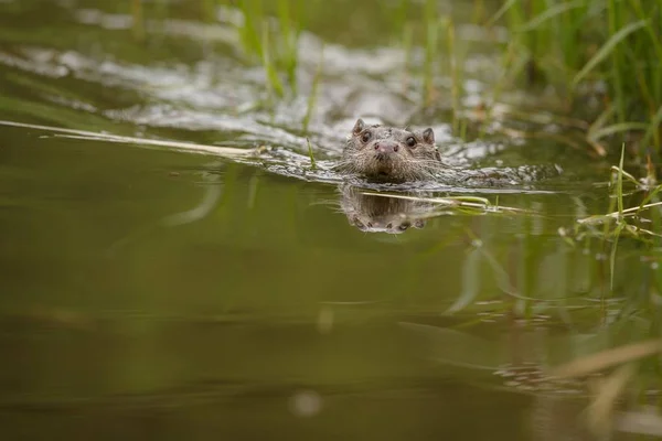 Річка видра, Плавання тварин — стокове фото