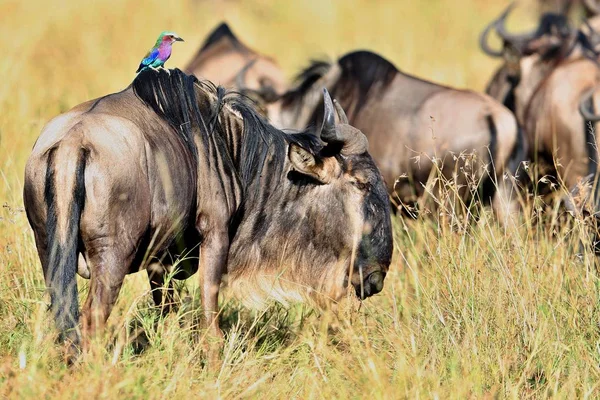 Wildbeest w siedlisku natura podczas Wielkiej migracji — Zdjęcie stockowe