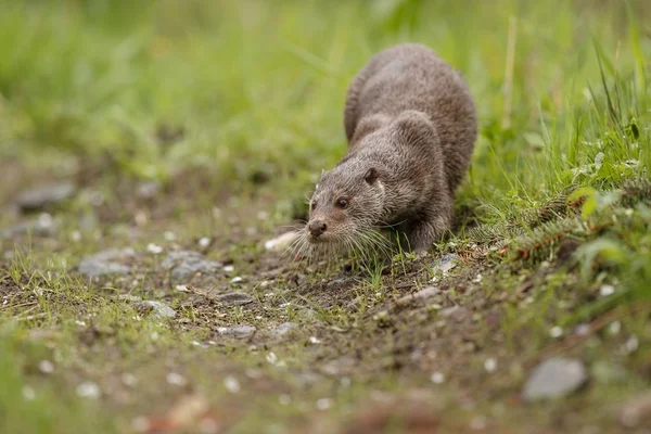 Rivier otter, zwemmen dier — Stockfoto