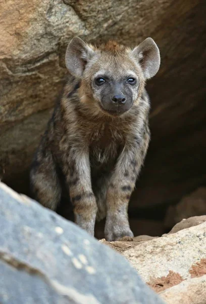 Spotted hyena resting in the nature habitat — Stock Photo, Image