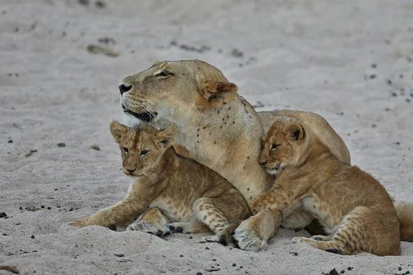 Dişi aslan ve yavrularını doğa ortamlarında — Stok fotoğraf