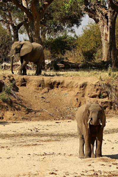 Elephants in the beautiful nature habitat — Stock Photo, Image
