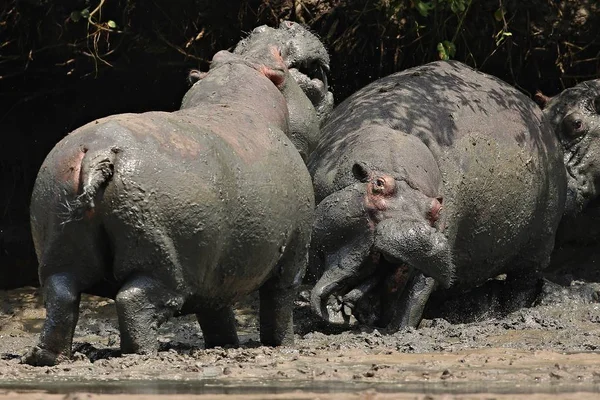 Hippos no belo habitat natural — Fotografia de Stock