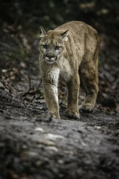 Дика кішка Puma — стокове фото