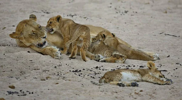 雌狮和幼崽在自然栖息地 — 图库照片