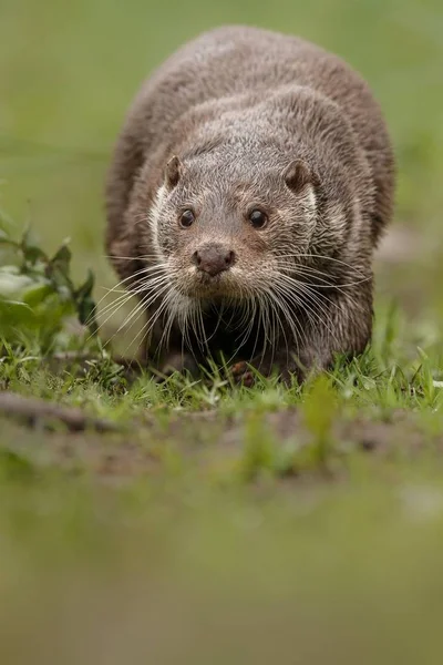 Rivier otter, zwemmen dier — Stockfoto