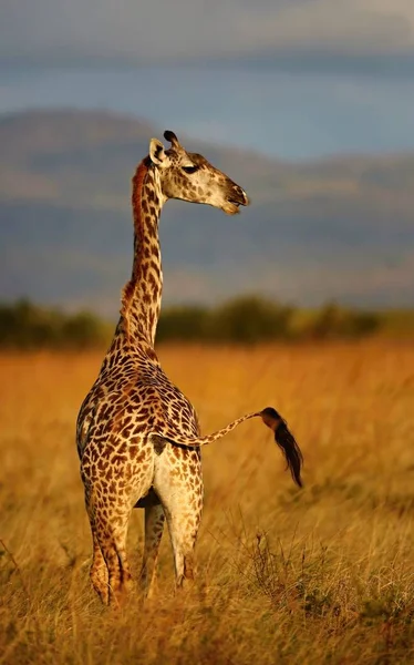 A gyönyörű természeti élőhely zsiráf — Stock Fotó