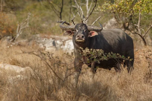 big water buffalo in Rinca island