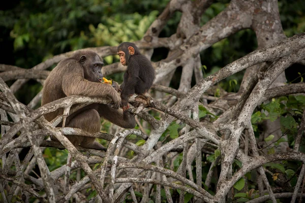 Família chimpanzé bonito e agradável — Fotografia de Stock