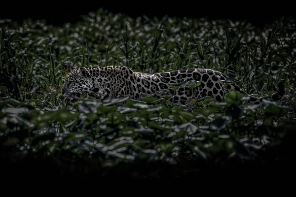 Американський jaguar жінки — стокове фото