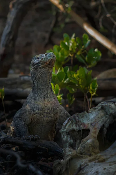 Komodo dragon in the beautiful nature habitat