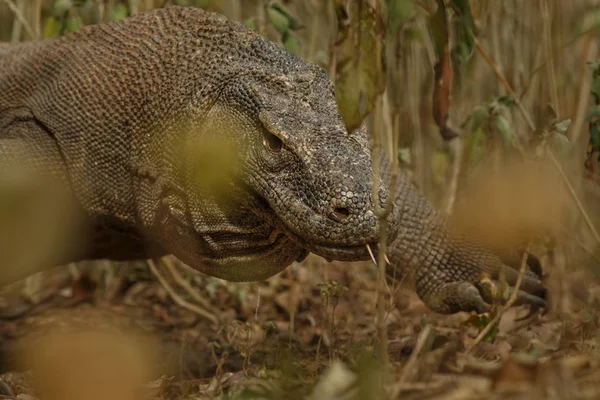 Komodo dragon v prostředí krásné přírody — Stock fotografie